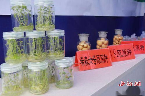 科技賦能，提質增效 中國馬鈴薯產業的主糧化之路與增值探索